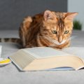猫が『飼い主のマネをしている』ように見える瞬間4選　実は偶然ではない？…