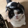 猫がつい甘えちゃう飼い主の性質３つ