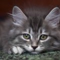 猫も『憂鬱（ゆううつ）』になることがある？5つの原因と対処法