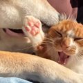 柴犬の熱心な毛づくろいに『怒っていた子猫』を見ていたら…可愛すぎる『ま…