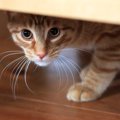 猫を『警戒』させる飼い主のNG行為5つ！やってしまった場合のフォロー…