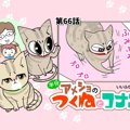 半分アメショのつくねとコナン【第66話】 「いたずら甘えっ子②」