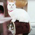 細いトンネルでそれぞれの楽しみ方をする猫さんたち♡