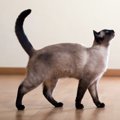 猫の構って攻撃！回避できない８つの困難