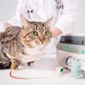 猫の宿命「腎臓病」とは？患いやすい理由、主な症状から治療の流れまで現…