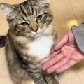 ママには『お手をしてくれる子猫』→パパが挑戦すると…想像を超える『…