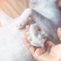 猫のかかとがハゲてる！皮膚の病気なの？後ろ足ハゲの原因を解説