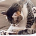 猫の『おしりが臭いとき』の理由4選！詳しい対処法を解説