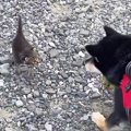 犬の散歩中、『草むらから飛び出してきた子猫』を保護…胸が熱くなる光景が…