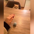愛猫に『手品』を披露してみた結果…100点満点すぎる『まさかのリアクショ…