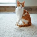 猫がトイレじゃない所で粗相をする4つの心理