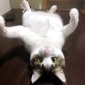 猫に『キャットタワー』が必要な理由３つ！どんな効果がある？