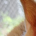 湿気が多い日、『窓の外を眺める猫』のことを見たら…可愛すぎる『衝撃の光…