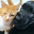 全力で愛情表現をしてくる『愛が重すぎる猫』に大型犬は…微笑ましい『攻防…