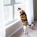 猫が『後ろ足で立っている』ときの理由5つ　考えられる心理から体への影響…