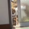 朝のパトロールを終えた2匹の猫→部屋の中に戻ろうと『窓』に触れると……