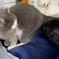 妹の部屋にいた猫→ベッドから降りるところを見ていたら…『まさかの出…