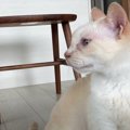 ケンカをやめて！おやつを出して？何かを訴えかけてくる猫ちゃん