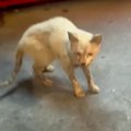 “ボロボロでガリガリ”の猫→保護１週間後に隠し撮りした結果…『嬉しすぎる…
