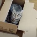 空き箱にステイホームする猫さん？？