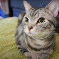 日光浴！猫ちゃん、体内時計を強制リセット！？