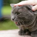 猫に『嫌われる行為』とは？絶対しちゃダメな3つのこと