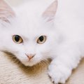 ターキッシュバンは飼いやすい？猫種の性格や飼う前の注意点・価格相場ま…