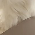 雨が降っていた日、『寝起きの猫』の毛を見たら…とんでもない光景が42万再…