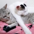猫が同居猫と『一緒に寝ようとした』結果…まさかの絶望の展開が面白すぎる…