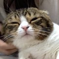 うっとり♪飼い主さんの膝の上で甘える猫さん