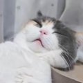 『気持ちよさそうに眠っていた猫』の様子に爆笑した飼い主さん→とんでもな…