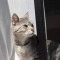 猫が『脱走』した時に遭うトラブル3つ