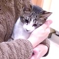 捨てられて『ケガをしていた子猫』を保護→つらい思いをしたはずなのに…猫…