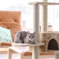 猫の『甘え』はどこまでがOKで、どこからが危険？『依存症』との見分け方4つ