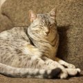 猫のせいで寝不足…夜寝てくれるようにする5つの方法