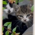 草むらで身を寄せ合いながら『母猫を待ち続けた』4匹の子猫→ご飯を与える…
