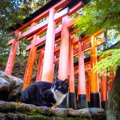 猫の成長を祝う『七五三』のアイデア5選　どんな準備が必要？特別な日にす…