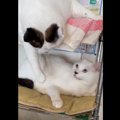 【父はつらいよ】父猫に高速パンチを繰り出す娘猫にネット民爆笑！