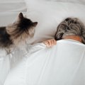 猫が『飼い主の枕』を使って寝たがる理由3つ　隠されている心理や上手な対…