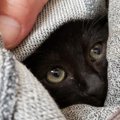 【知っておいて損はない！】猫を保護する時の注意事項