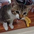 猫が食べてもOKな『果物』４つ