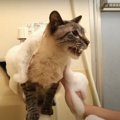 『聞いてニャイ…』猫ちゃんのアワアワお風呂タイム