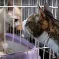 意外とグイグイ？！猫ちゃんと子猫ちゃんの顔合わせタイム