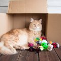 猫が『おもちゃ』をもってくる理由とは？5つの気持ちと飼い主がすべき…