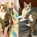 「初めての猫」はそっくりな猫兄弟……一緒に歩んだ家族の軌跡に感動♡