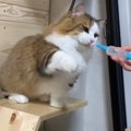 父猫の威厳を取り戻せ？！