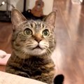 子どもたちが寝ると、待っていた猫が近づいてきて…胸キュン必至の『愛…