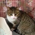 前足を引きずった猫のリンリン…保護を受け危機から脱出！