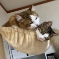 家族団欒が一変！突如起きた猫ちゃんの悲劇