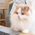 猫が『リモート会議』に参加した結果→名前を呼ばれると……『可愛すぎる反応…